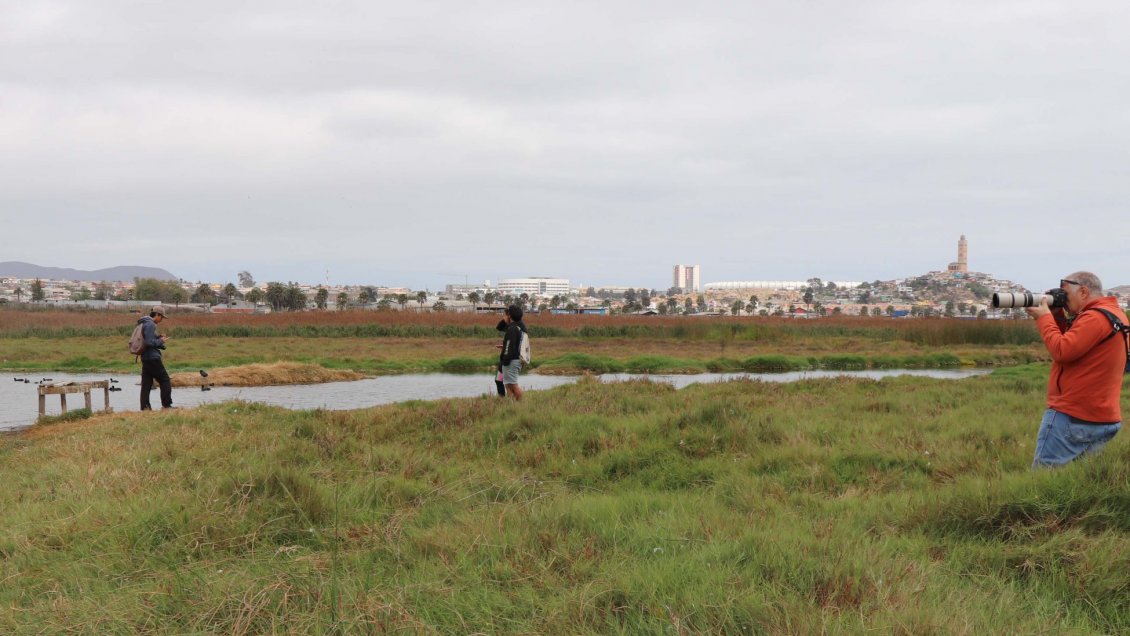 Declaran a Coquimbo como la «Capital de las Aves de Humedales Costeros» en Chile