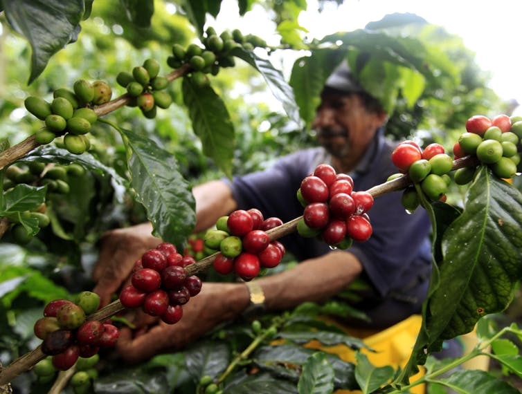 (Video) Cafeteros comienzan a plantar coca debido a los bajos precios del grano