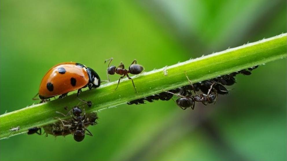 Apocalipsis ecológico: Científicos alertan de la extinción masiva de insectos
