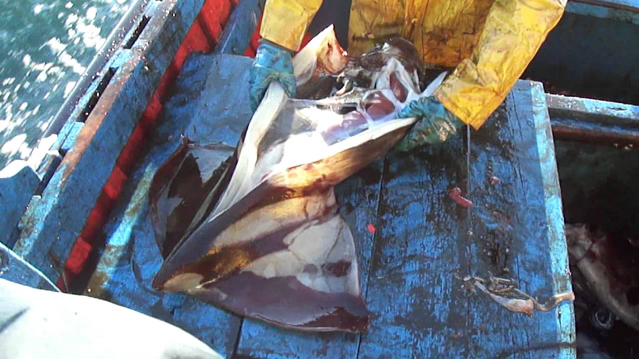 Pescadores artesanales acusan «campaña del terror» de la industria por proyecto que prohíbe pesca de arrastre de la jibia