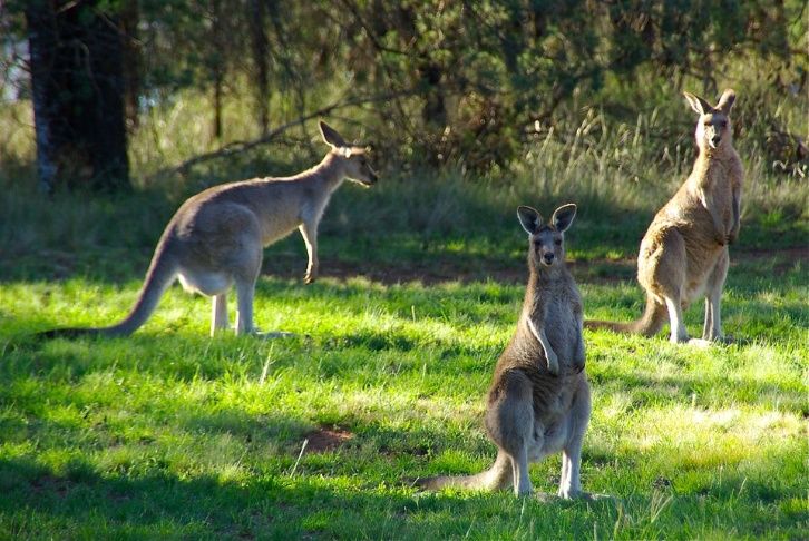 Un canguro furioso le dio una paliza a una familia australiana