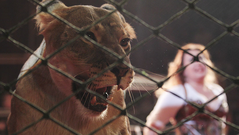 Entra en coma la niña atacada por una leona de circo en Rusia