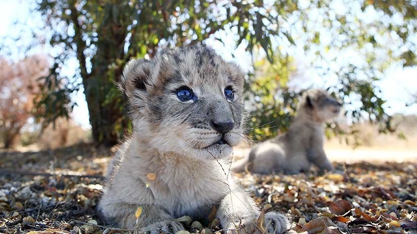 Fotos de los dos  primeros leones concebidos por inseminación artificial
