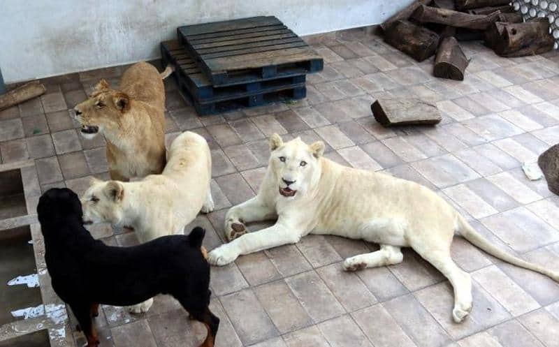(Video) 3 leones  y perro conviven en una azotea en Ciudad de México