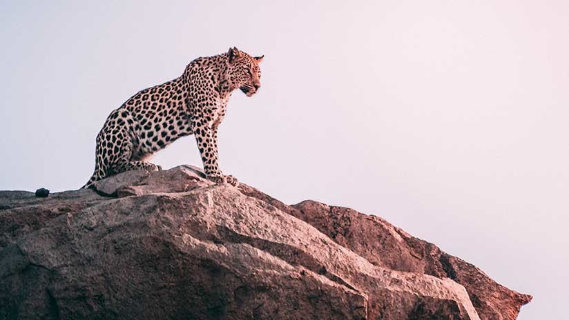 (Video) Un leopardo ataca un rebaño de cabras ante la mirada atónita de los pastores