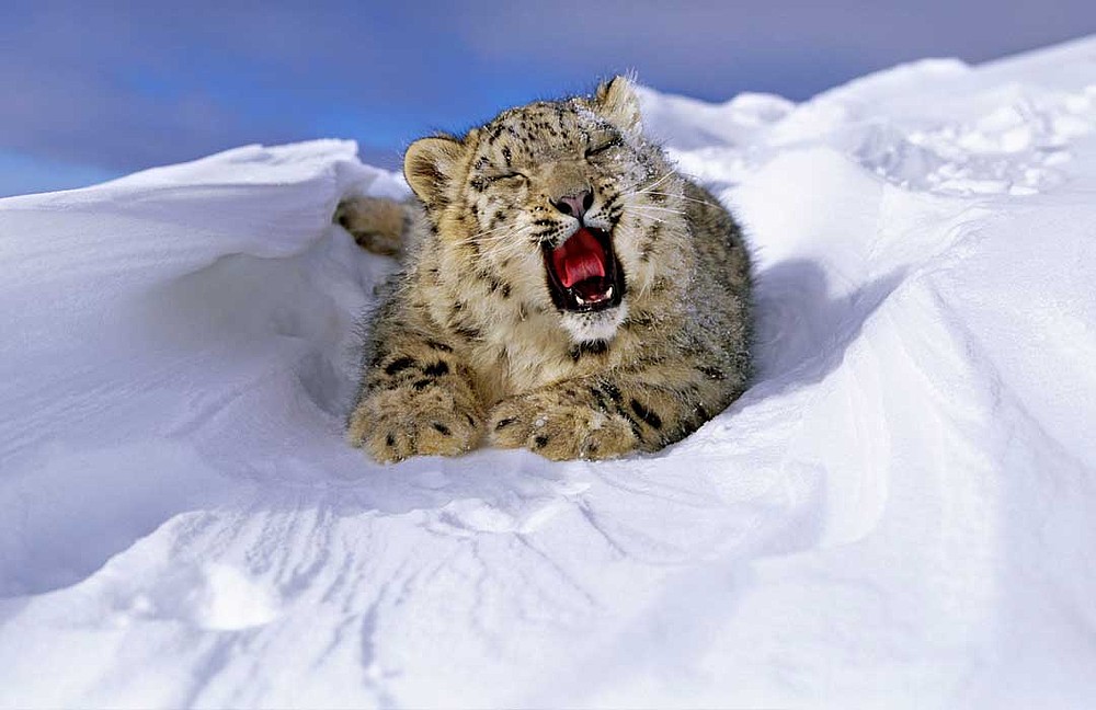 China duplicará sus esfuerzos en protección de los leopardos de las nieves