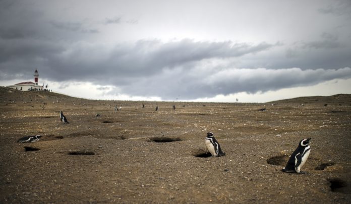Greenpeance: Derrame de petróleo en Tierra del Fuego es el mayor en 20 años