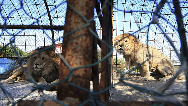 (Fotos) Un león con un ojo infectado y un lobo famélico agonizan en zoológico de Albania