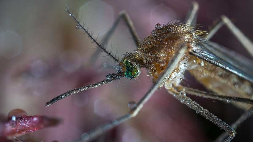 (Video) El huracán Florence llevó mosquitos gigantes a Carolina del Norte