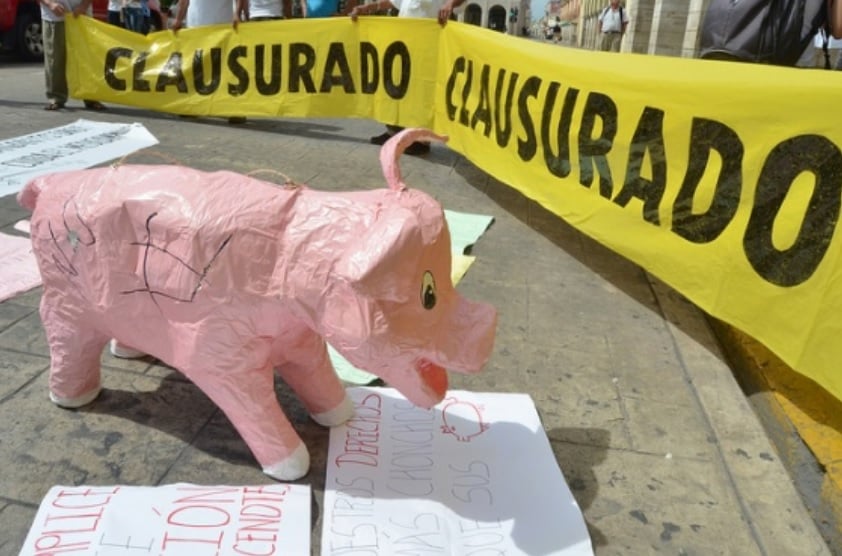 Ganan demanda: Niños logran suspender operaciones de una granja de cerdos en Yucatán