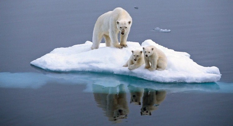 Los osos polares podrían enfrentar la extinción en unas pocas décadas