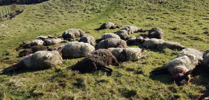 Chiloé: Alarmante incremento de ataques de perros asilvestrados al ganado llega al Ministerio Público