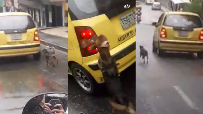 (Vídeo) Mujer abandona su perro en Medellín y este persigue el vehículo para hacerla reflexionar