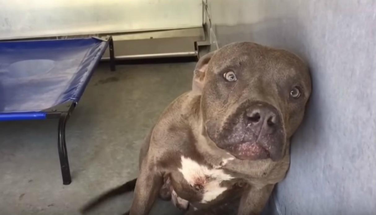 (+Video y foto) Pitbull: Perro entrenado para pelear recibe caricias por primera vez y su reacción conmueve