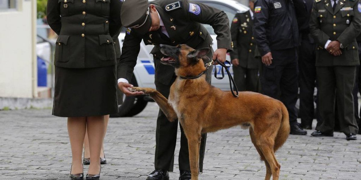 EE. UU. entregó 30 perros a México para la búsqueda de narcóticos y explosivos