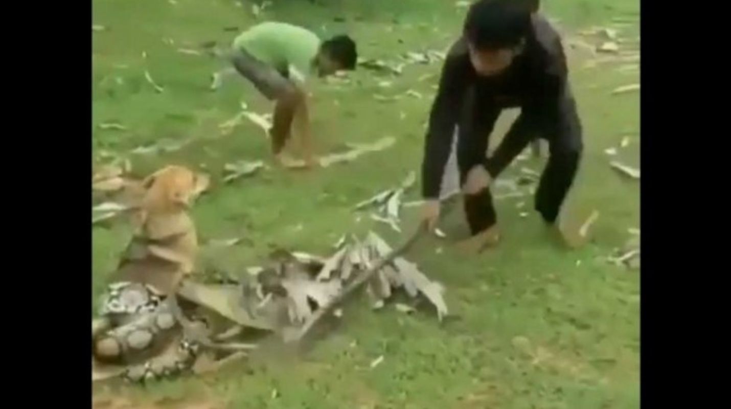 (Video) ¡Asombroso! Tres niños se enfrentan a una serpiente para salvar a su perro