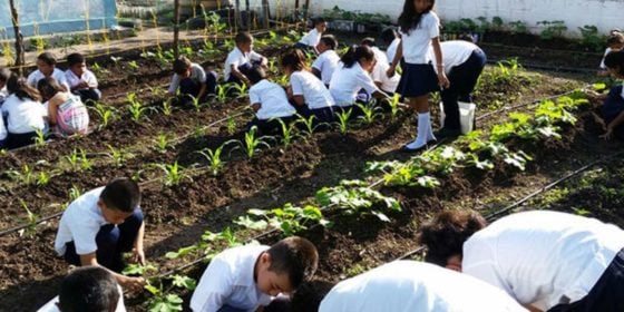 Venezuela promueve la cultura manos a la siembra en las escuelas