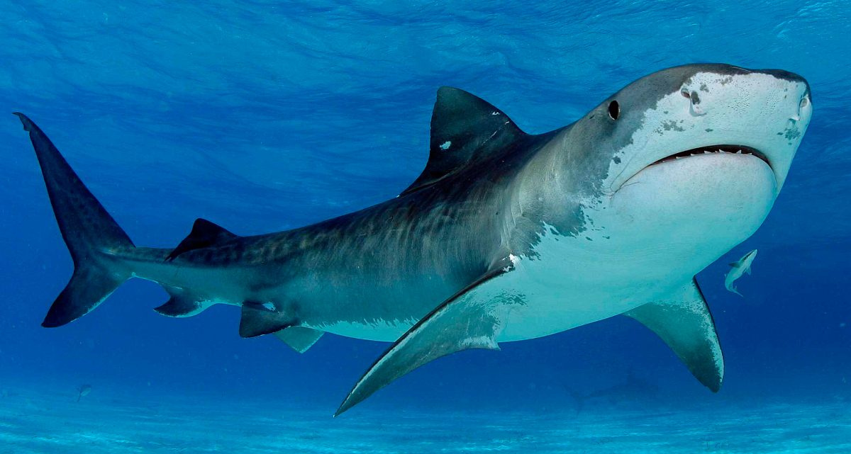 (Video) Aterrador: Tiburón de dos metros saltó a una embarcación de unos niños