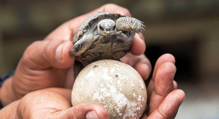 Roban más de 100 crías de tortugas de un centro de conservación en Galápagos