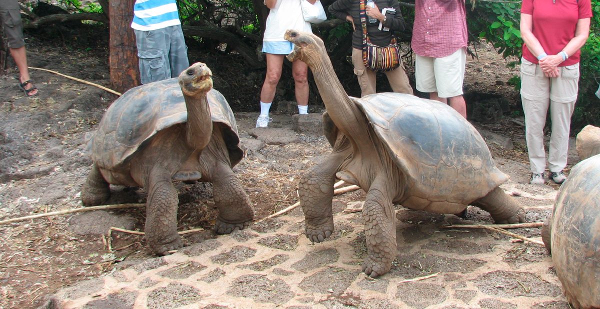 ¿Tráfico? Más de 120 tortugas terrestres gigantes fueron robadas en las islas Galápagos