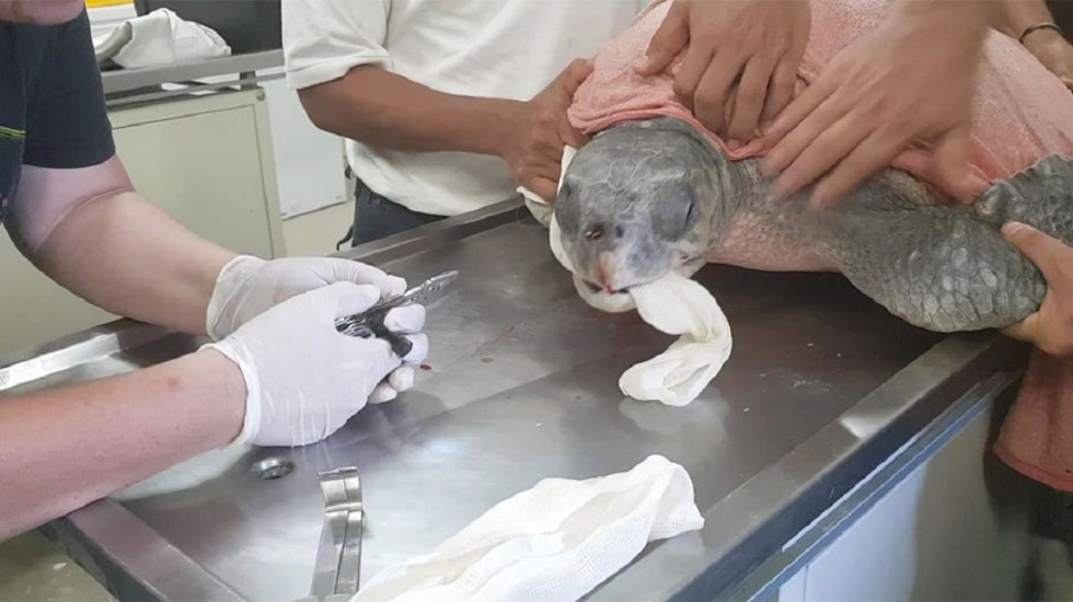 (+Vídeo) Tortuga marina agonizaba por una cuchara de plástico entre su garganta y nariz
