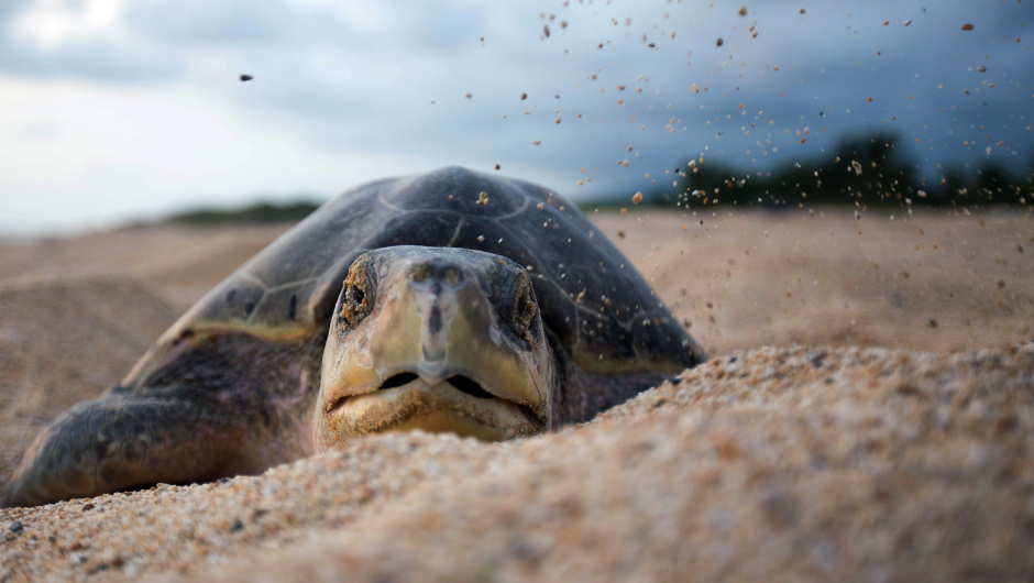 (Video) Se roba una tortuga en peligro de extinción en una playa mexicana