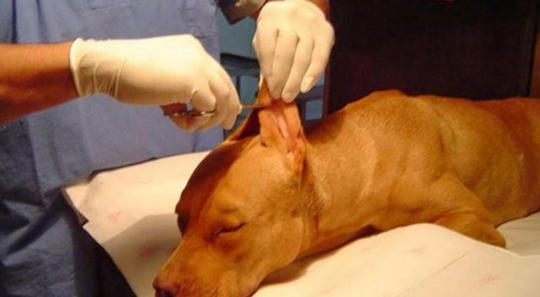 En Argentina: Aprueban proyecto que prohíbe mutilar animales por estética