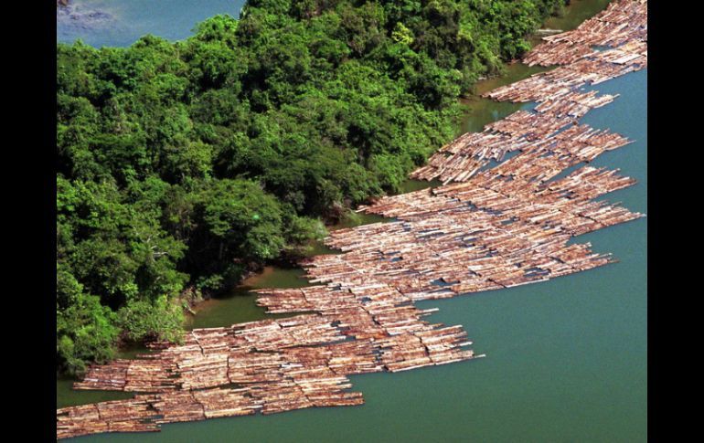Deforestación en Brasil amenaza con superar los 8.000 km² anuales