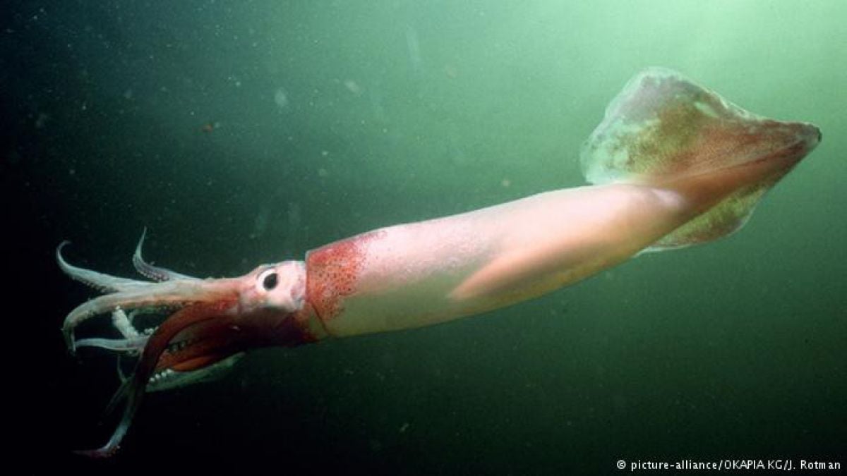 (Video) Un calamar baña en tinta negra la cara del pescador que intenta atraparlo
