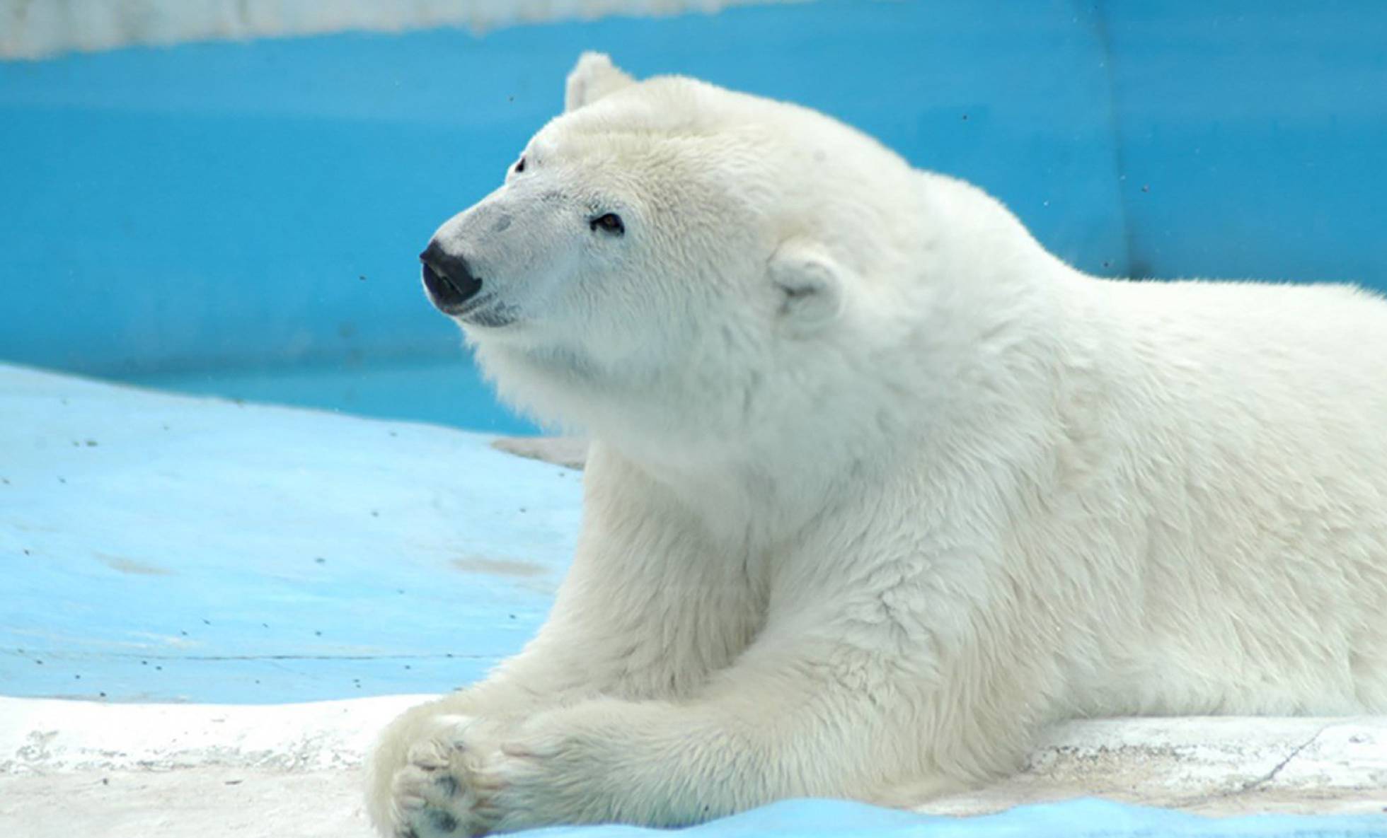 ‘Yupik’, la osa polar que murió en un zoológico inhóspito en México