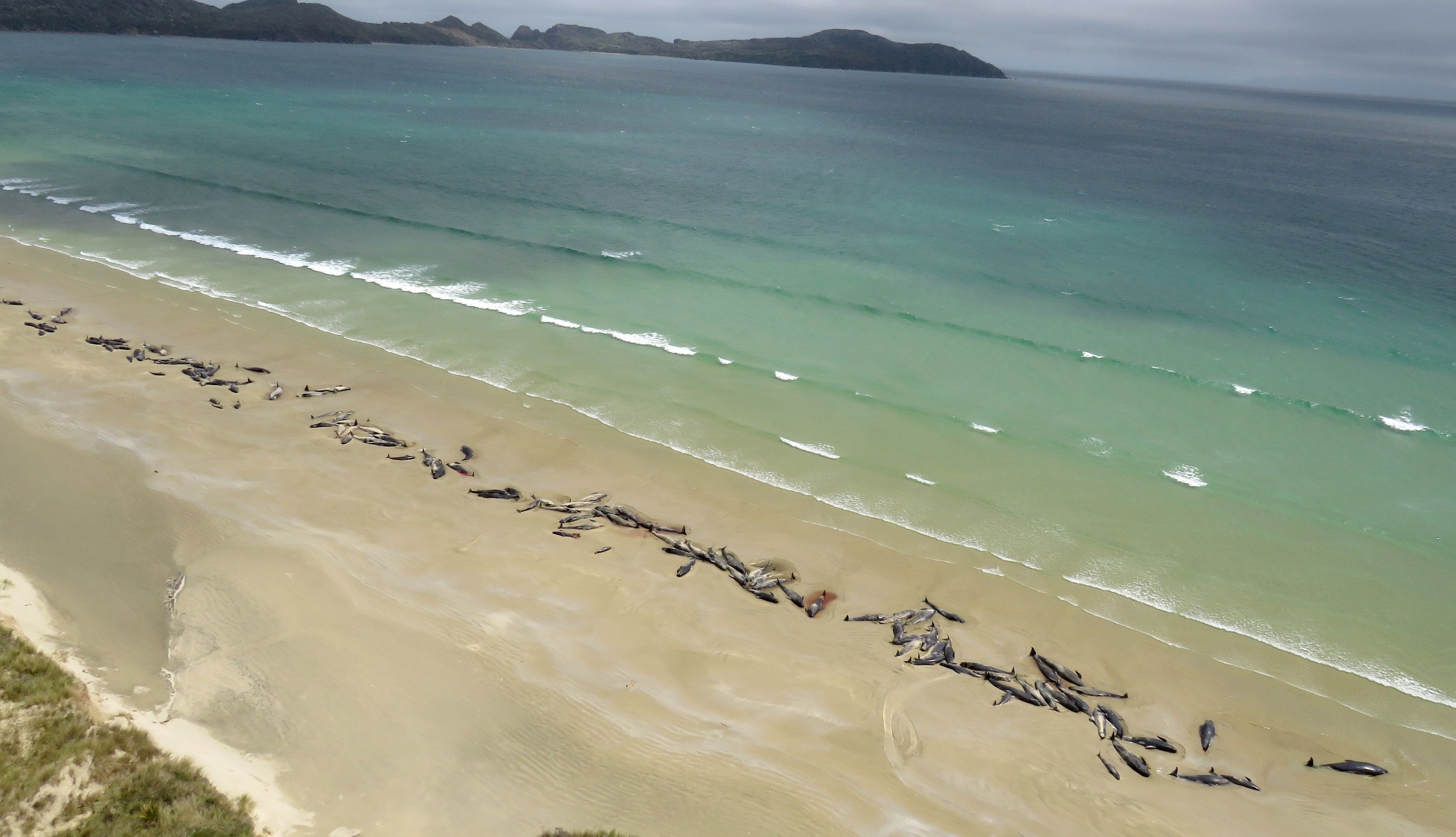 Una tragedia la muerte de 145 ballenas en una isla de Nueva Zelanda