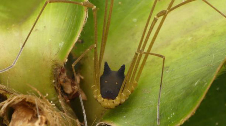 (Video) Una araña con ‘cara de perro’ se hace viral en redes sociales