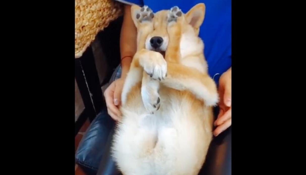 (Video) Perro asombró las redes sociales por su extraña forma de dormir ¿o no? 