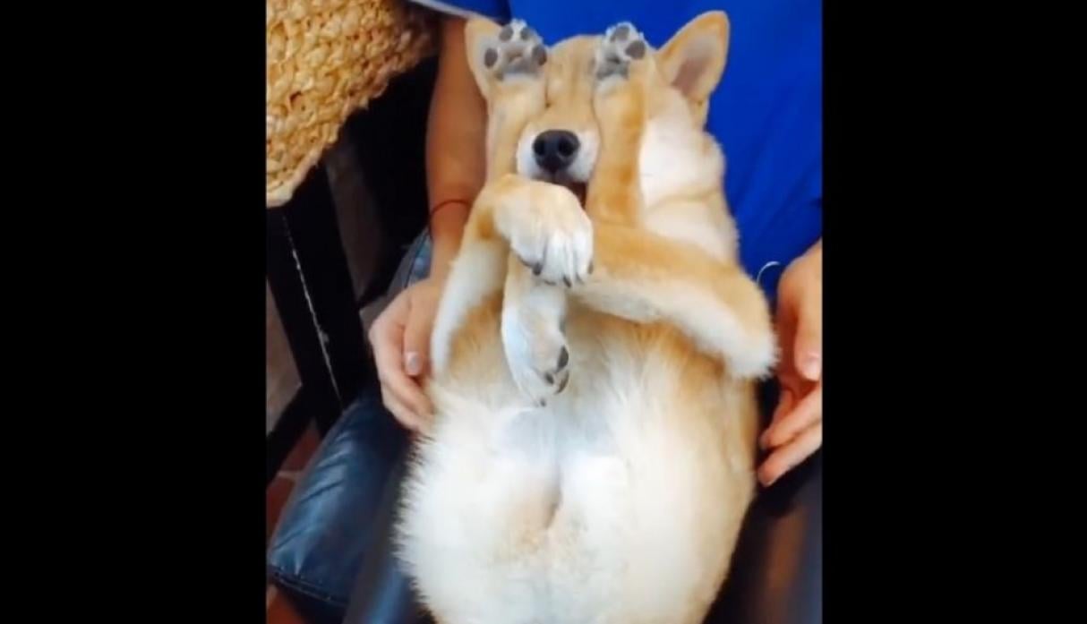 (Video) Perro asombró las redes sociales por su extraña forma de dormir ¿o no?