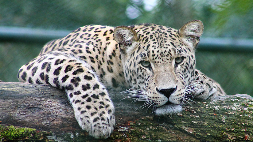 (Video) Un pasajero toma un taxi con un leopardo en sus brazos