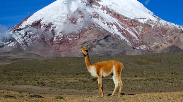 Perú multiplica por diez la población de vicuñas durante último medio siglo