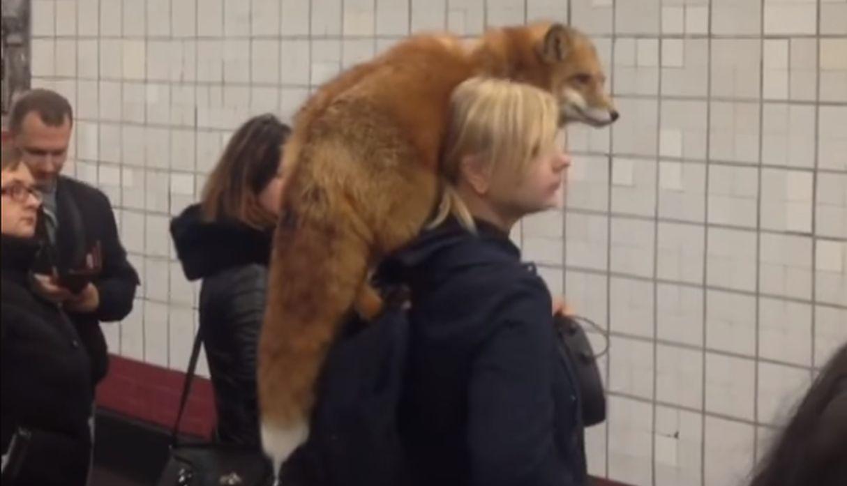Una mujer viaja con un zorro en sus hombros en el Metro de Moscú