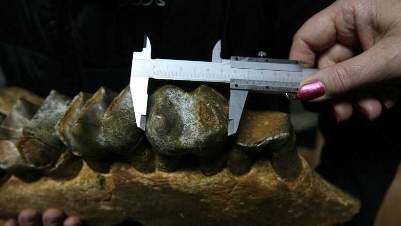 Descubren restos del ancestro humano: El más antiguo de los mamíferos y de un tamaño gigantesco