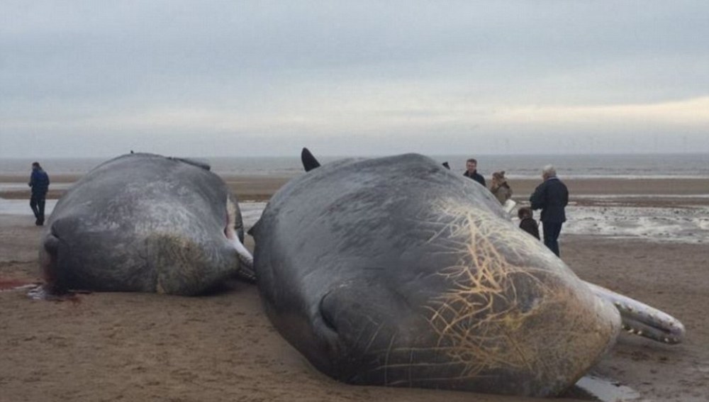 Hallan grandes piezas de plástico en estómagos de las 29 ballenas varadas en el Mar del Norte