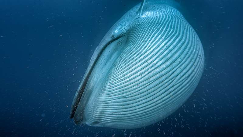 (Fotos) Imágenes satelitales ayudan a contar las ballenas en el mundo
