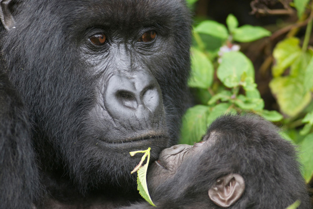 Gorilas que son “niñeras”: Pasan mucho tiempo con las crías, incluso las que no son suyas