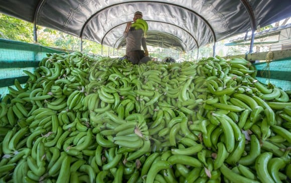 Industria Bananera Ecuador