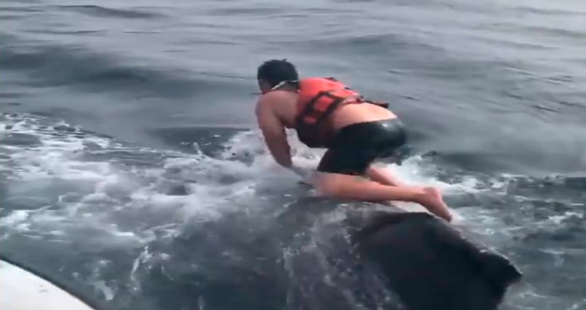 (Video) Un pescador salta sobre una ballena jorobada para liberarla