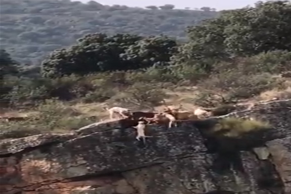 (Video) Un cazador deja caer doce perros y un ciervo por un precipicio
