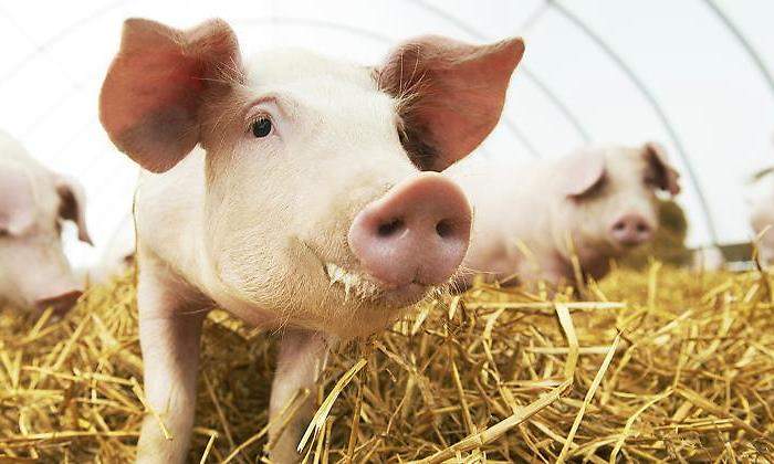 600 mil cerdos han sido sacrificados en China por la gripe porcina africana