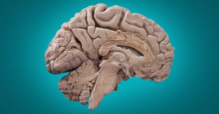 Neurocientíficos descubren una región del cerebro humano que estaba oculta