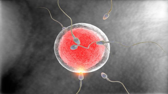 Es más probable que el esperma de la segunda eyaculación fertilice un óvulo