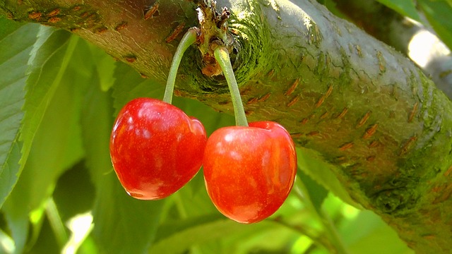 En Venezuela promueven una «lista verde» de especies autóctonas para la alimentación