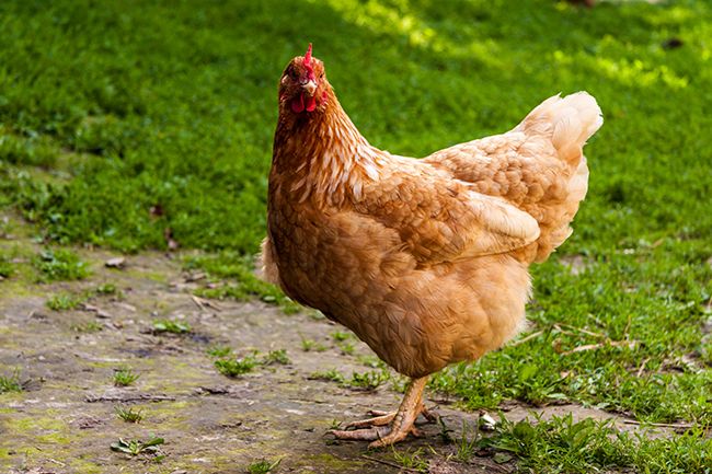 Ambientalistas proponen tener una gallina en casa para reciclar