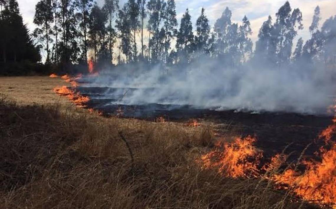 Científico español estudia impacto de incendios forestales en los suelos de la región del Bío Bío
